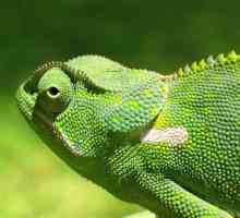 Великий огляд suse linux