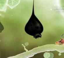 Botanicula