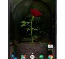 Enchanted rose