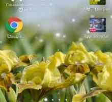 Iris flowers