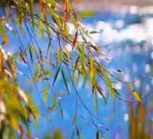 Lake view willow landscape hd