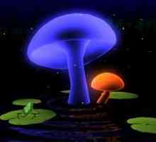 Magic mushrooms 3d