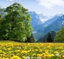 Mountain dandelions