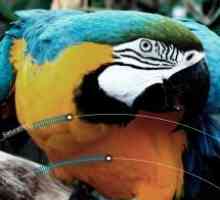 Slider camera pro