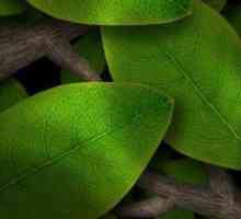 Tap leaves