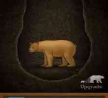Tunnelbear vpn