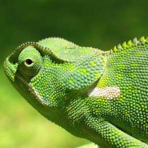 Великий огляд suse linux
