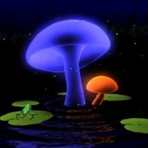 Magic mushrooms 3d